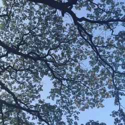 Low angle view of trees against sky