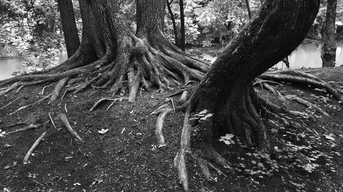 Trees in forest