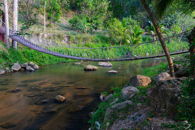 Scenic view of river in forest