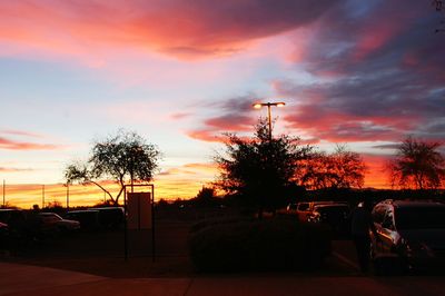 Silhouette of trees at sunset