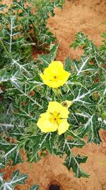 High angle view of yellow flowers blooming outdoors