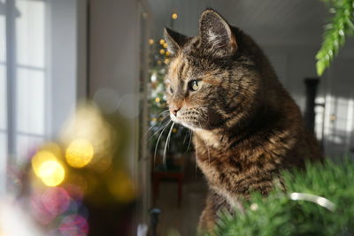 Close-up of cat looking through window