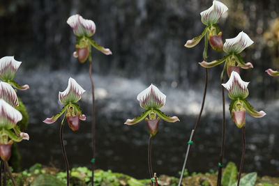 Close-up of flowering plants on field