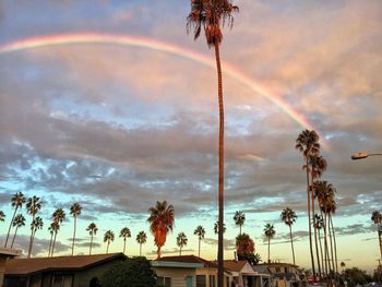 Low angle view of palm trees against rainbow in sky
