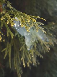 Close-up of water drops on pine tree