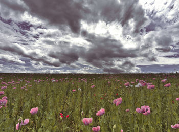 Purple flowering plants on field against cloudy sky