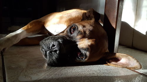 Close-up portrait of dog relaxing at home