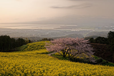 Scenic view of field against sky during sunset