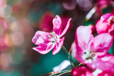 Close-up of pink cherry blossom