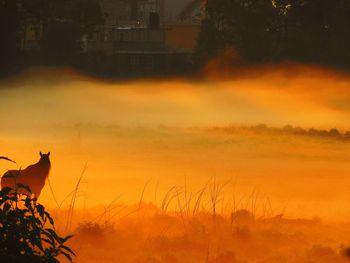 Silhouette of birds at sunset