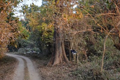 View of dirt road amidst trees in forest