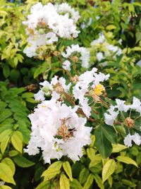 Close-up of white flowers