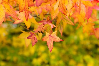 Close-up of maple leaves