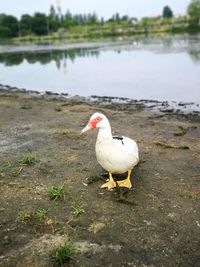 Duck on a lake