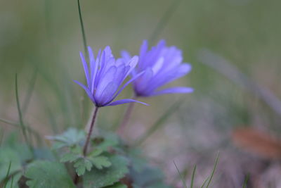 Close-up of purple crocus flower