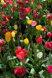 Close-up of pink tulips