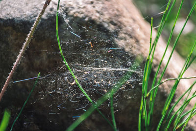 Close-up of dew drops on spider web