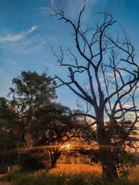 Bare tree on field against sky