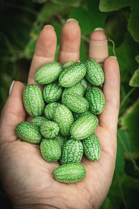 Cropped hand holding fruit