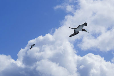 Low angle view of seagulls flying in sky