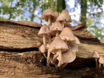 Close-up of mushrooms growing on tree trunk