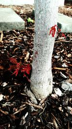 Close-up of tree trunk