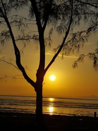 Silhouette trees on beach against sky during sunset