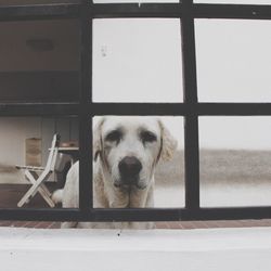 Portrait of dog seen through metal grate