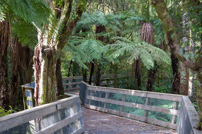 Trees in park