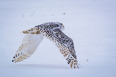 Close-up of a bird flying