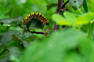 Close-up of insect on plant