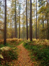 Pine trees in forest during autumn