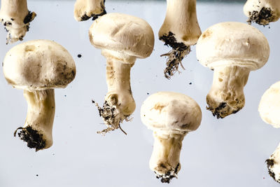 Close-up of mushrooms against white backgrounds
