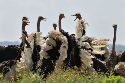 View of birds on land against clear sky