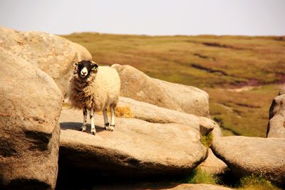 Sheep standing on rock