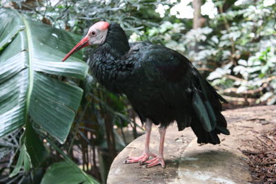 Close-up of bird perching outdoors