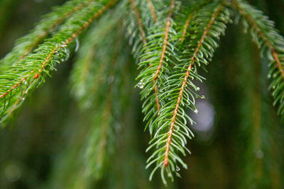 Close-up of pine tree leaves