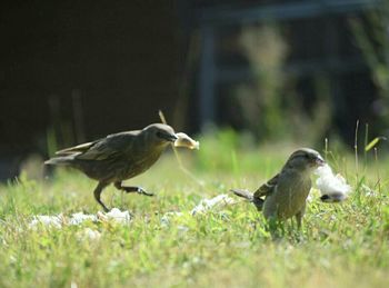 Bird on grassy field