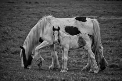 Horse and foal standing on land