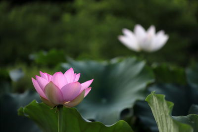 Close-up of pink water lily in pond