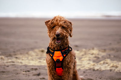 Close-up of dog on beach