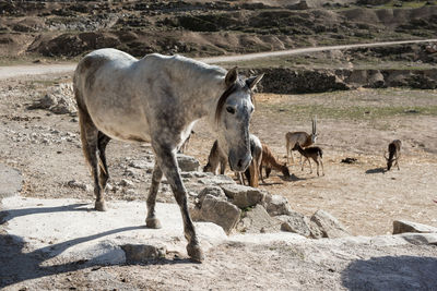 View of horses