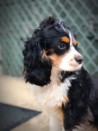 Close-up of dog looking away