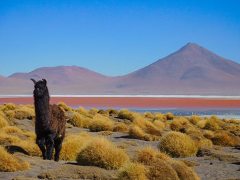 Black alpaca and laguna colorada