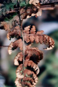 Close-up of flowering plant