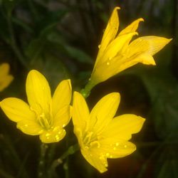 Close-up of yellow flower blooming outdoors