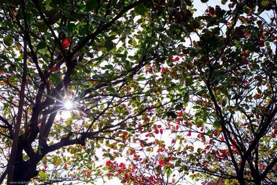 Low angle view of trees against sky