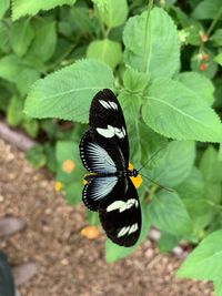 Close-up of butterfly on leaf