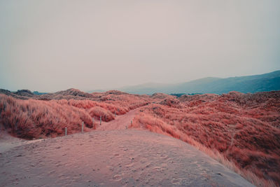 Dunes with reddish grass with hills on background 