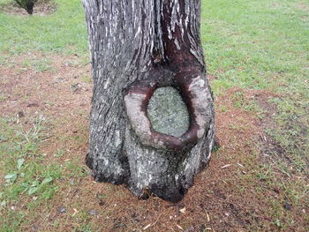 Close-up of tree trunk on field